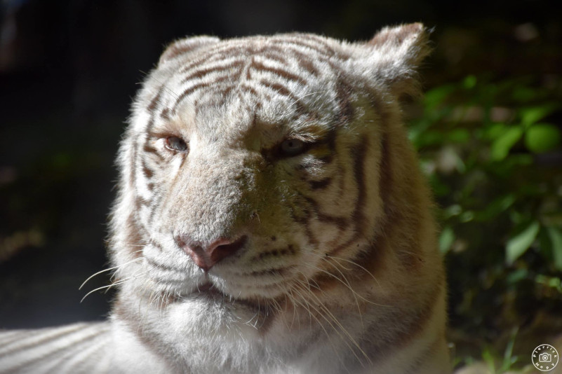 Tigre Blanc - Zoo La flèche